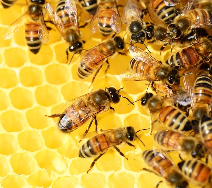 Nowa funkcja pszczół i trzmieli
