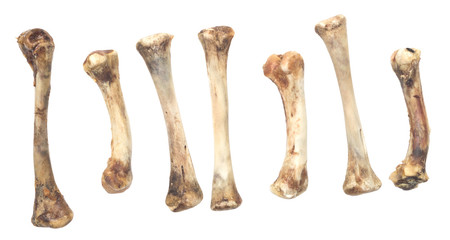 Kości małpy sprzed 12 mln lat