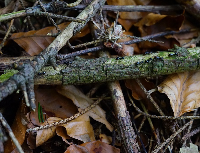 Czym jest chrust w lesie i czy można go bezkarnie spalać?