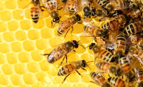 Inteligentne ule, które sprawdzą kondycję pszczół